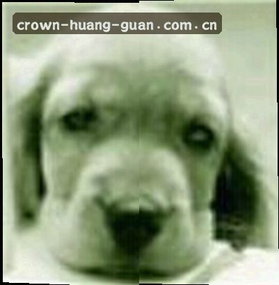 王磊